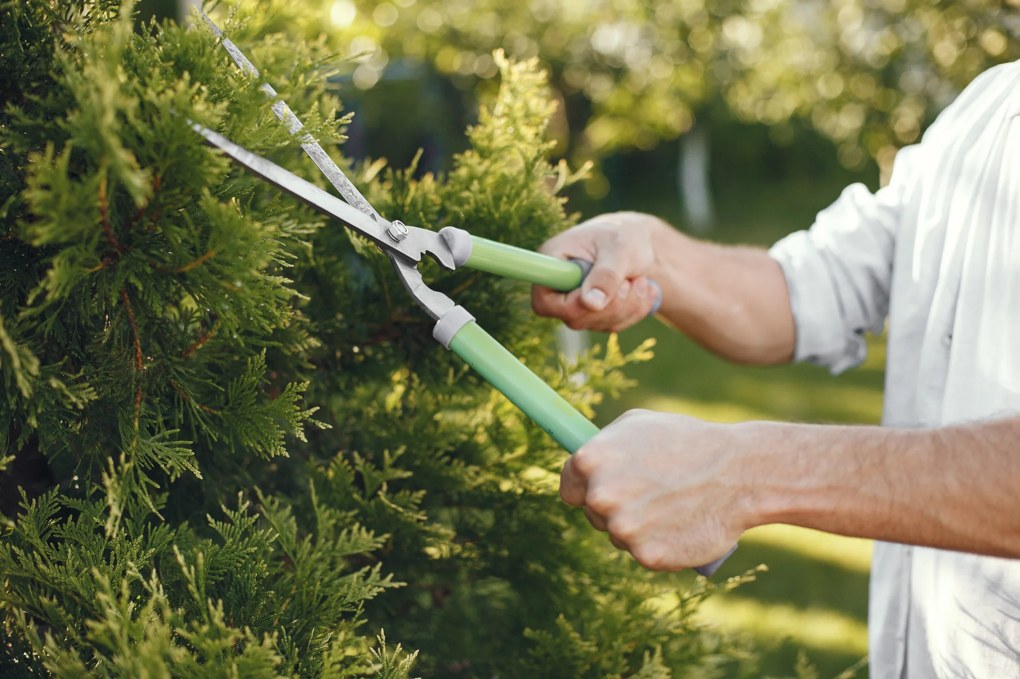 A person trims a bush using green-handled garden shears.